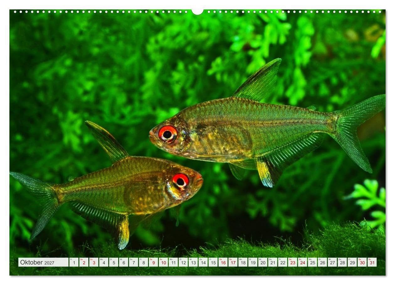 Beliebte Fische der Welt (hochwertiger Premium Wandkalender 2027 DIN A2 quer), Kunstdruck in Hochglanz: Aquaristik - Farbenprächtige Süßwasserfische (CALVENDO Hobbys)