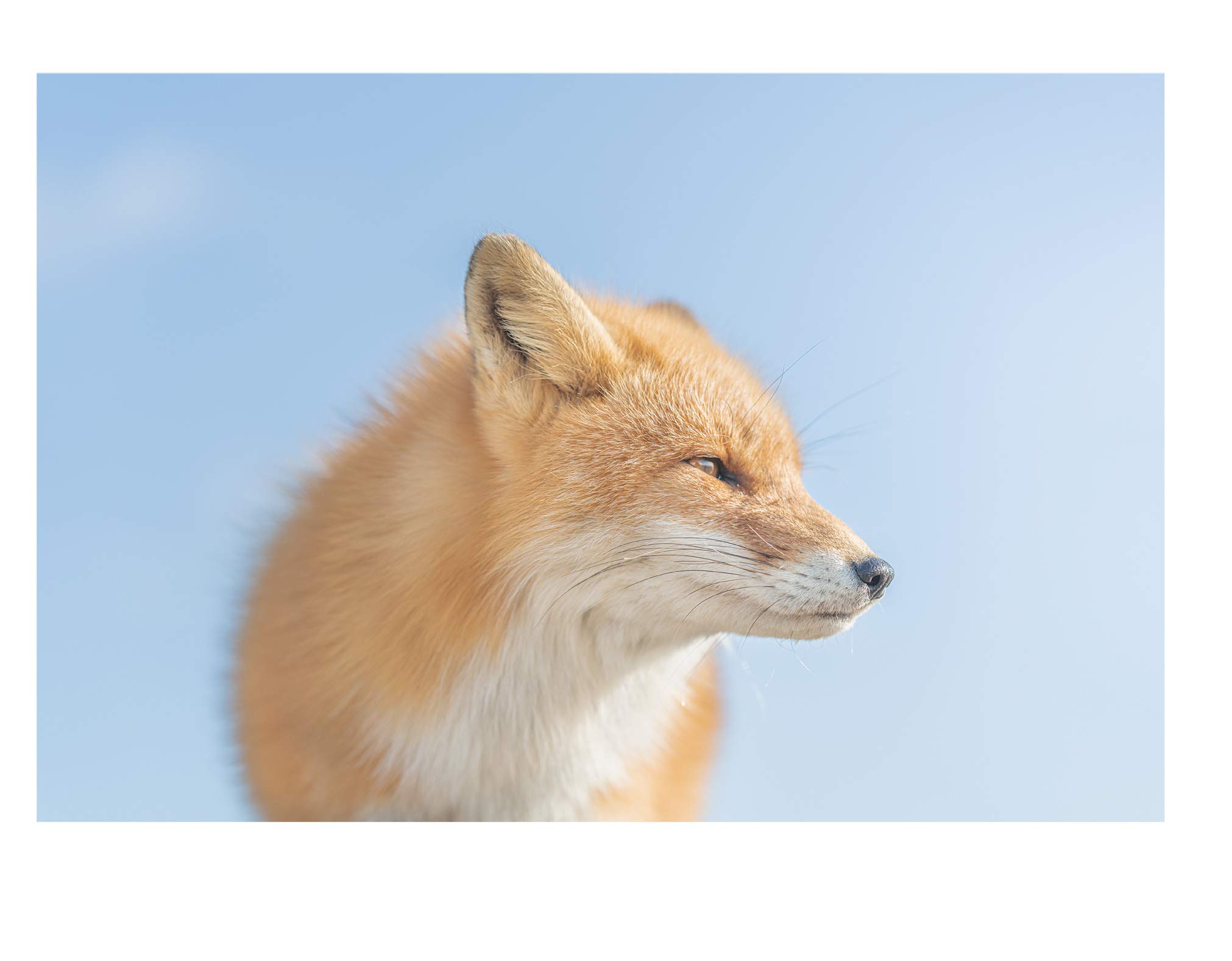 Look At Me 動物たちと目が合う1 1000秒の世界 井上 浩輝 配送料無料