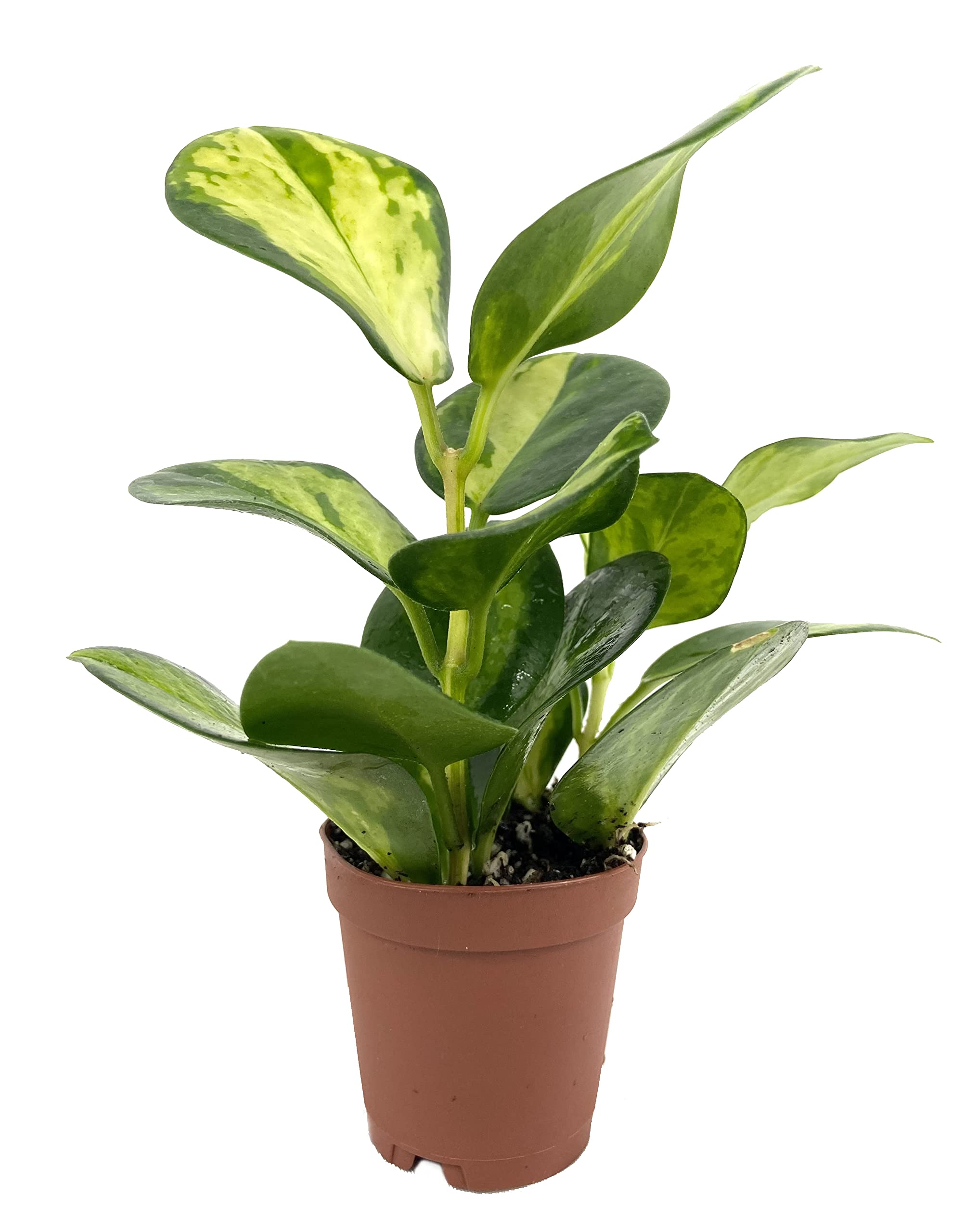Amazon.com : Hoya Lisa - Live Plant in a 2 Inch Pot - Hoya