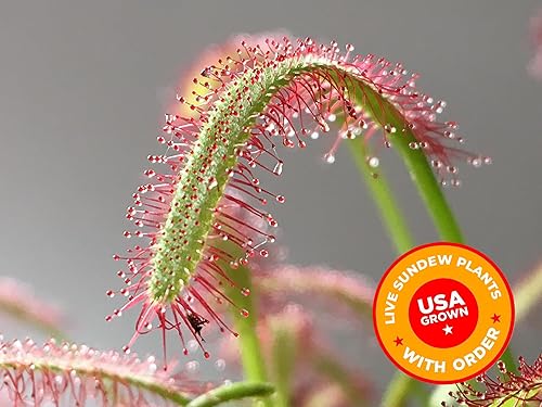 Vista 23 de Venus - Trampa para moscas con maceta de cristal elegante de 2.5 pulgadas, planta carnívora que come insectos - Plantas carnívoras suelo