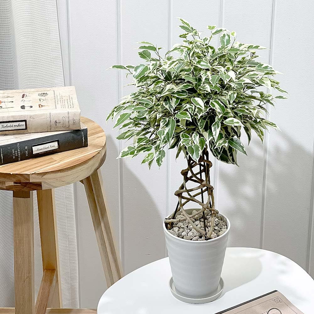 斑入り　フィカス　ベンジャミン　編み込み　天然苔仕立て　8号　陶器鉢　植え込み 斑入り フィカス ベンジャミン 編み込み 天然苔仕立て 8号 陶器