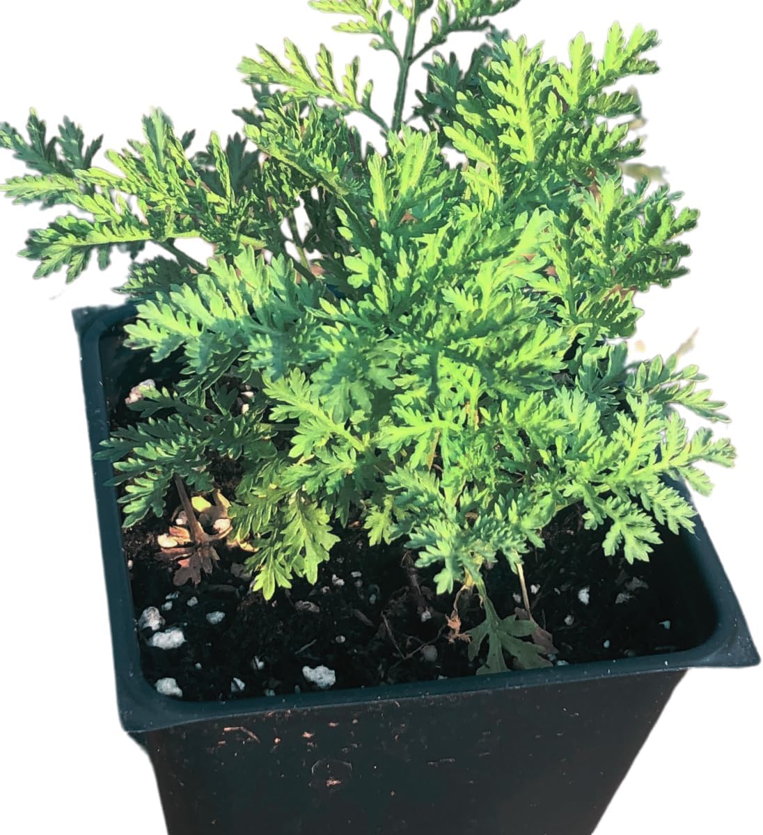 Sweet Wormwood 'Sweet Annie' (Artemisia annua) in 2.5 inch Pot - Live Starter Plant - Certified Organic - Aromatic Herb