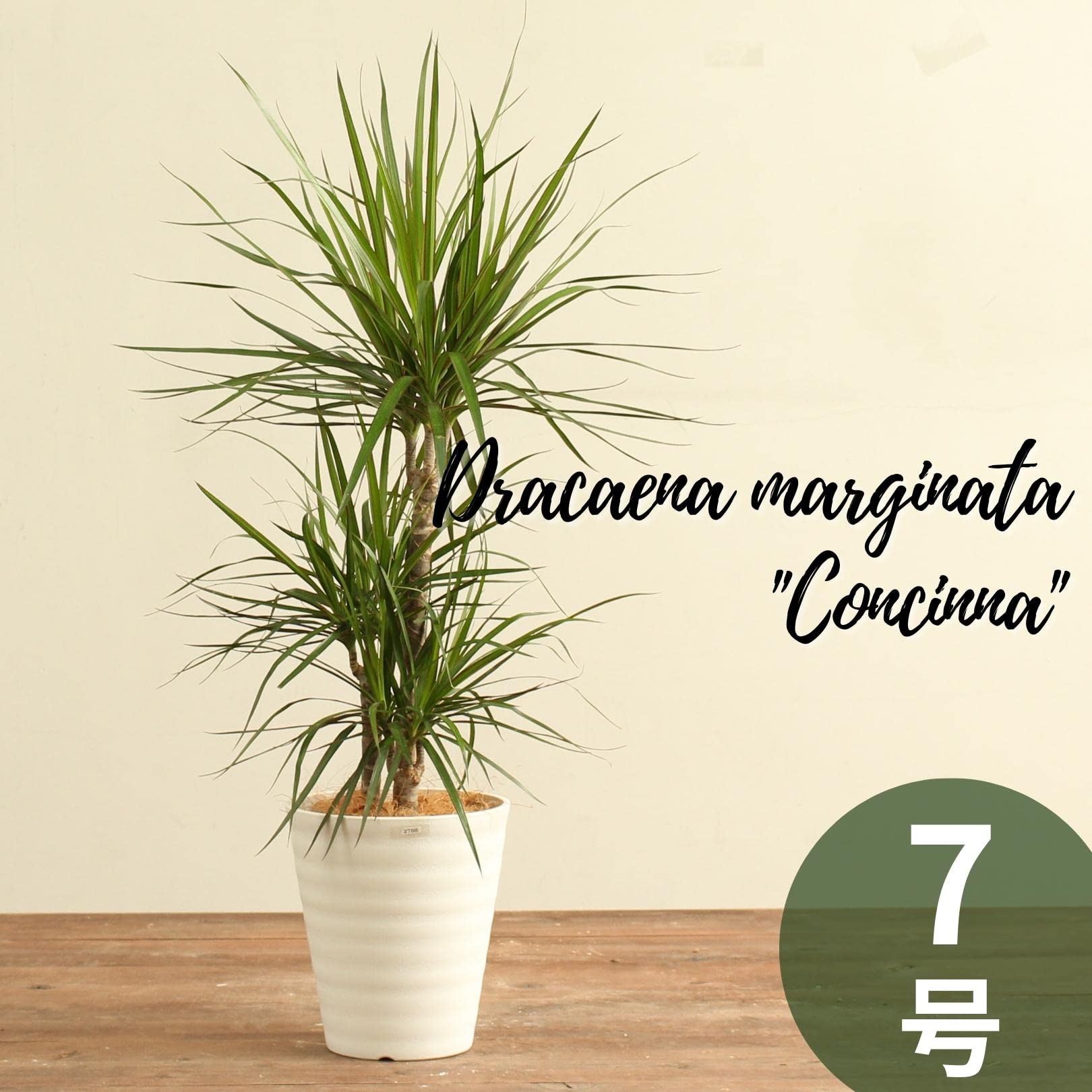 Amazon｜ドラセナコンシンネ 7号 受け皿付 【観葉植物 本物 真実の木