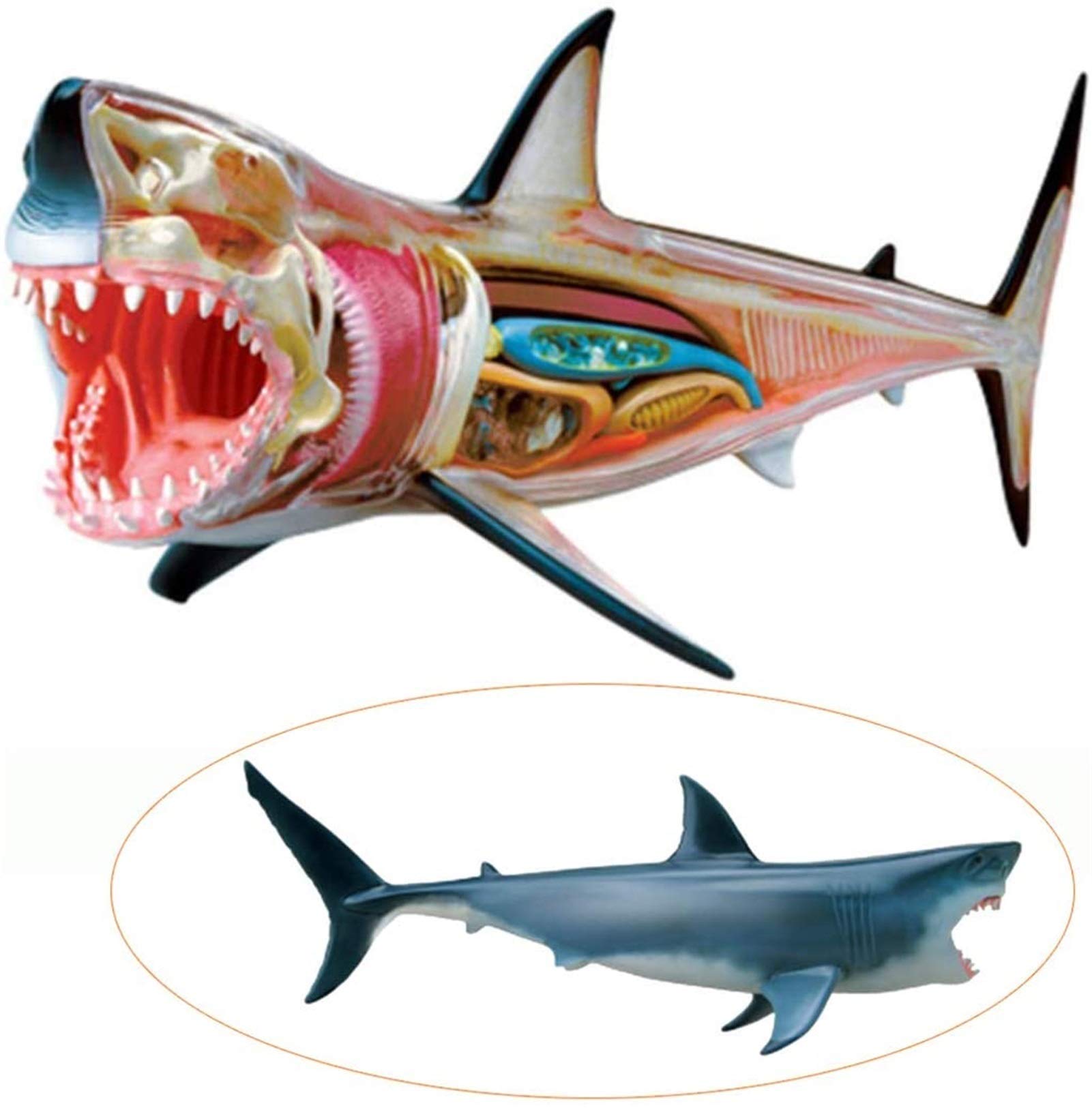 Modell Medizinisches Lehrmodell Haifisch Anatomie-Modell - Tieranatomyisches Modell - 20 abnehmbare Organe und Körperteile Biologie Unterrichtsmodell - für Studienanzeige Lehre