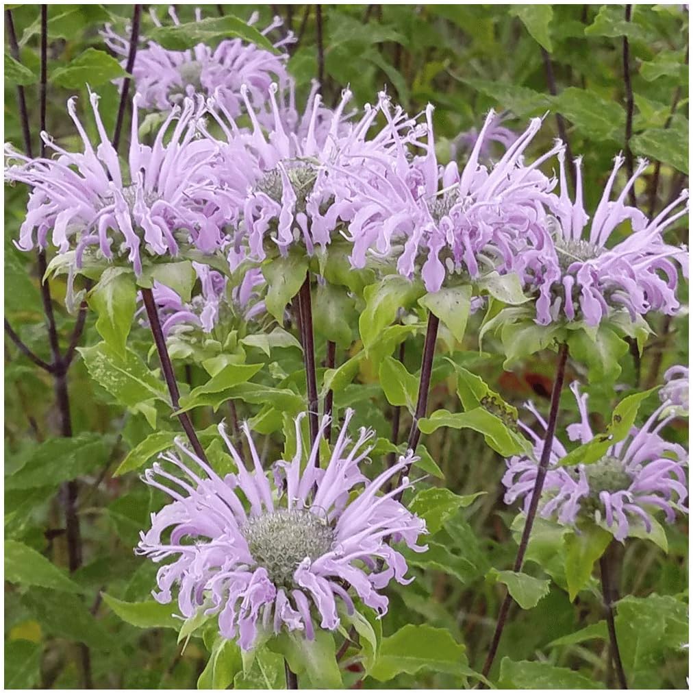 Everwilde Farms - 1 Oz Wild Bergamot Native Wildflower Seeds - Gold Vault