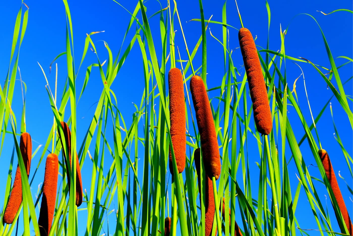 Cattail Seeds for Planting CZ Grain