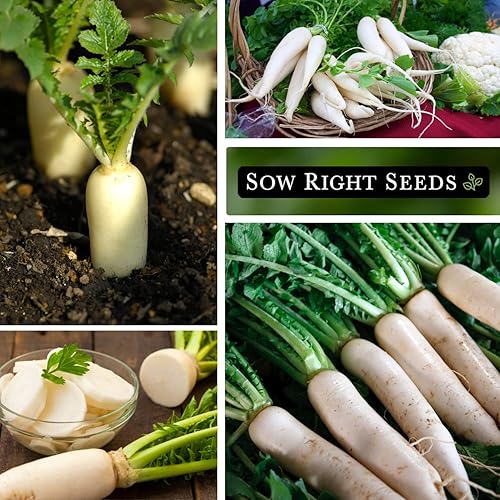 Miniatura 4 de Sow Right Seeds - Semillas de rábano japonés Minowase Daikon para plantar - Paquete de reliquia sin OMG con instrucciones para plantar un huerto
