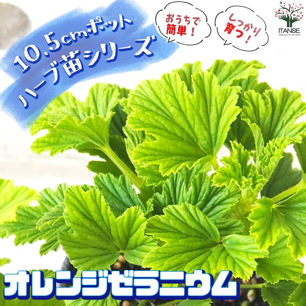 オレンジフィズ苗 オレンジゼラニウム苗 オレンジ香るハーブ 根付き苗② オレンジフィズ苗 オレンジゼラニウム苗 オレンジ香るハーブ 根付き苗①