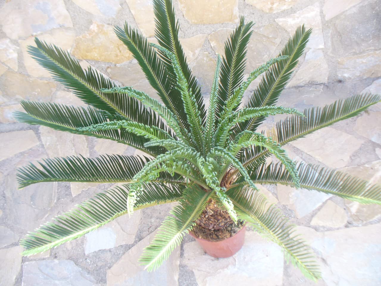 Cyca revoluta, planta grande, aprox. 75 – 85 cm (total) de alto y ancho, corona llamativa