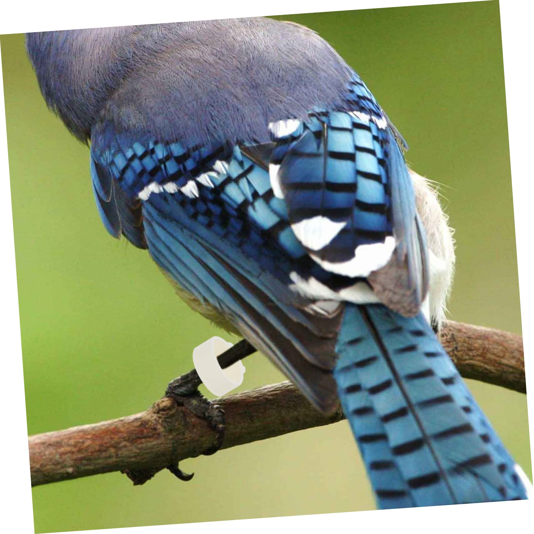 BESPORTBLE 900pezzi Anelli Identificativi per Piccioni Clip Colorate per Uccelli Facile da Applicare e Rimuovere per Pappagalli e Pollame