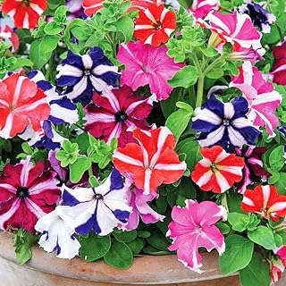 Seeds Petunia Starfall F1 Annual Flowers Annual for Planting Non GMO