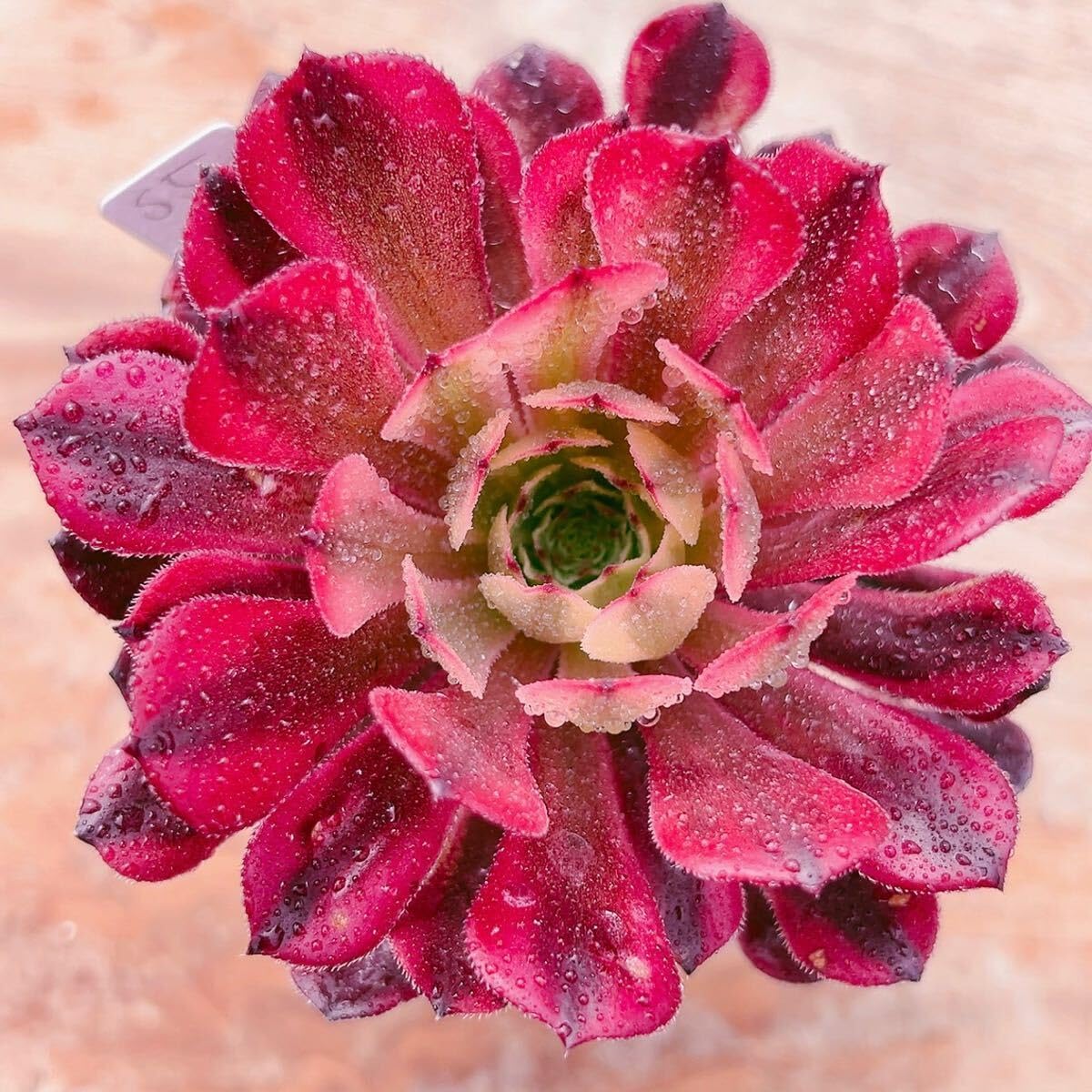 56 #多肉植物アエオニウム❤️ ブードゥー❤️1頭17cm拨き苗