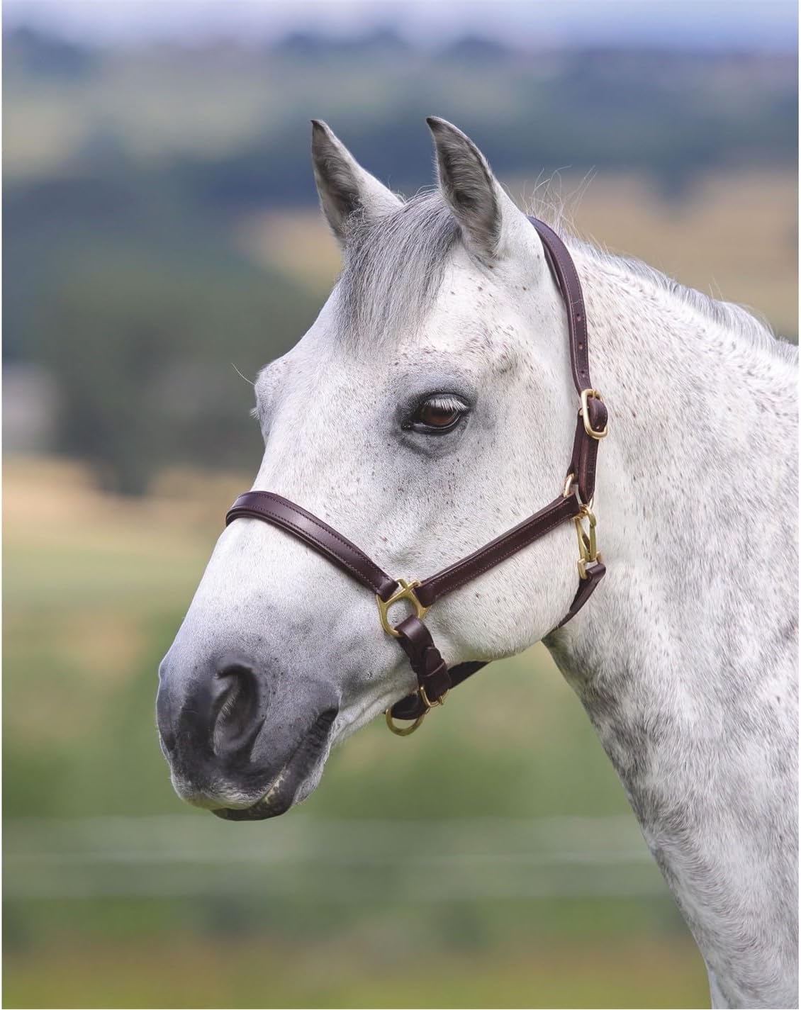 Shires Ragley Lined Leather Headcollar: Havana: Pony