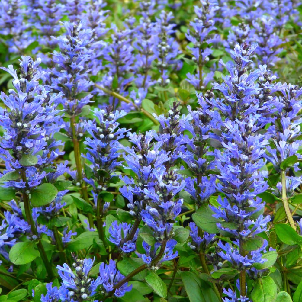 Ajuga reptans 'Chocolate Chip' - Low-Growing Perennial with Chocolatey Foliage - Ground Cover for Sun or Shade - Attracts Bees & Butterflies - Easy Care - 1x 3 Litre Potted Plant by Thompson & Morgan