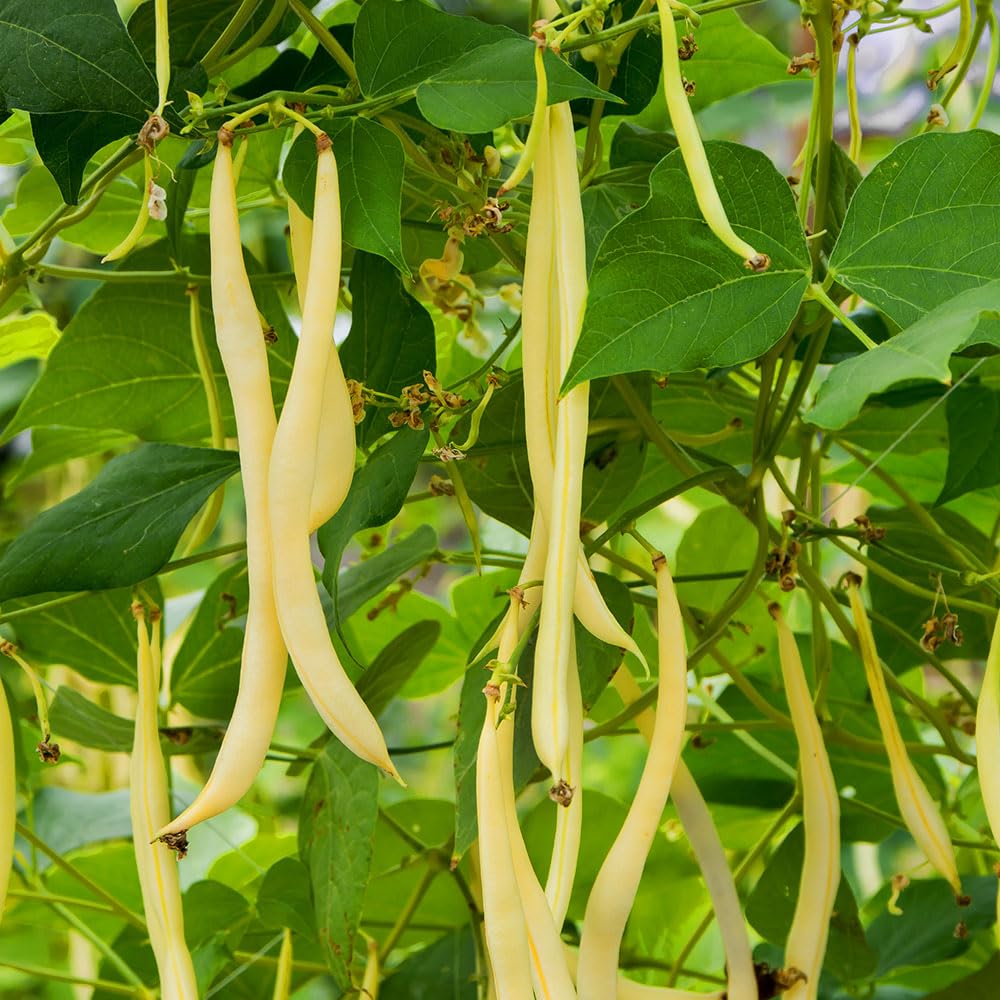Climbing French Bean Sunshine Seeds – Abundant Crops of Stringless, Fleshy & Succulent Beans – for Your Beautiful Kitchen Garden