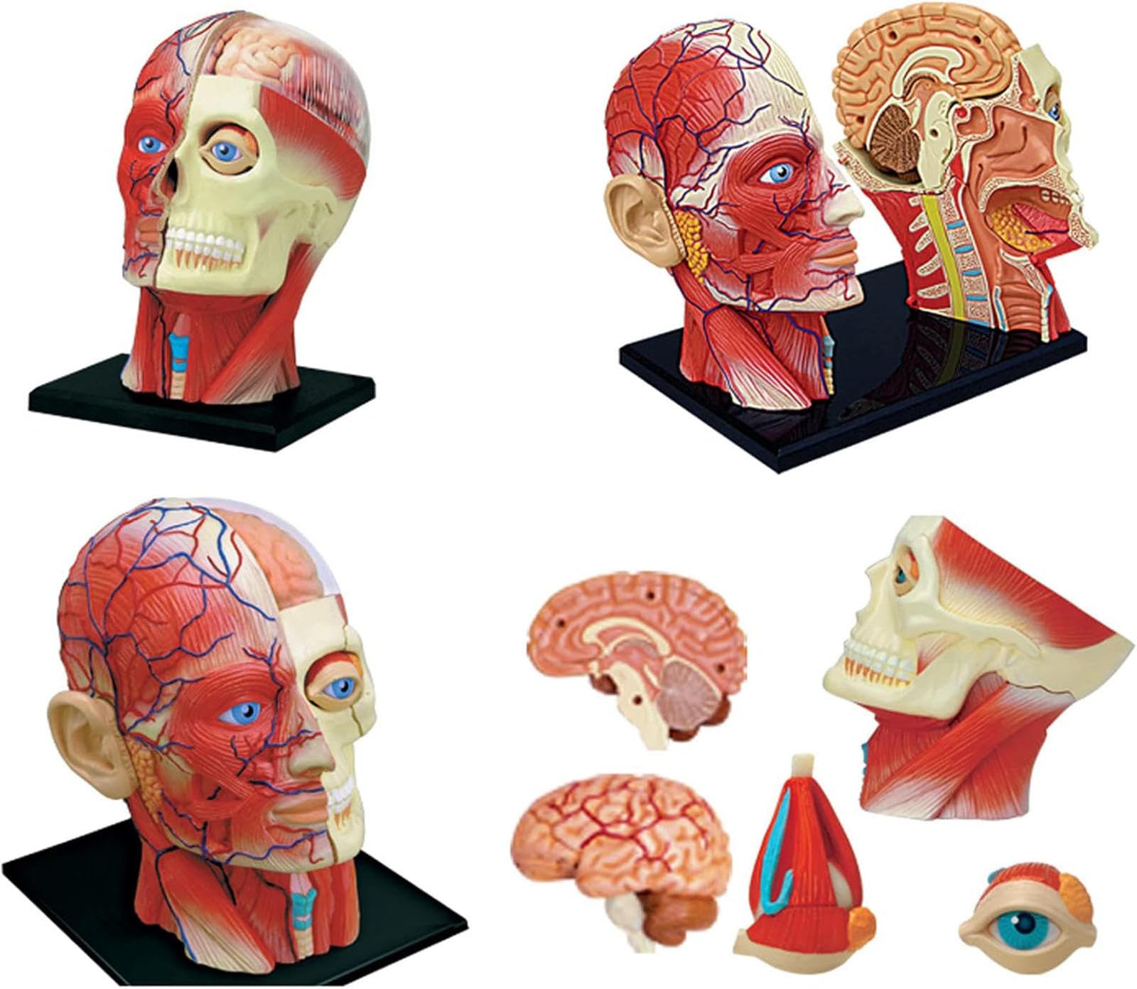 GTHTUHFD Anatomy Model Skeleton Model 4D Assembled Human Head Anatomy Medical Skull Model Skeleton, Muscle Nerve Model Obrain Tissue
