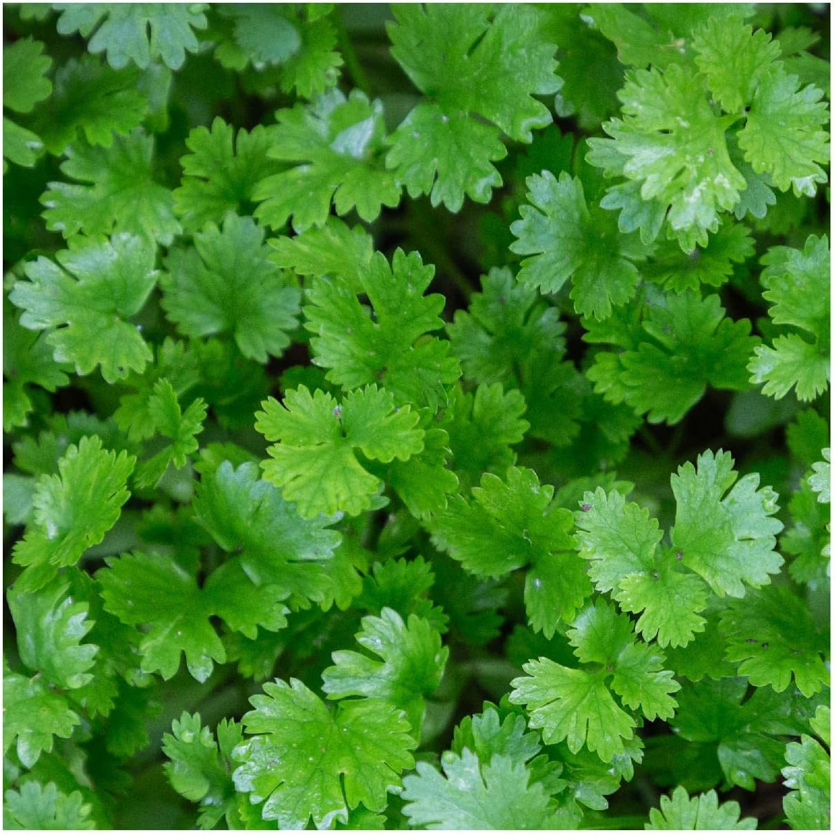 Everwilde Farms - 1 Lb Organic Leisure Coriander Herb Seeds - Gold Vault Packet