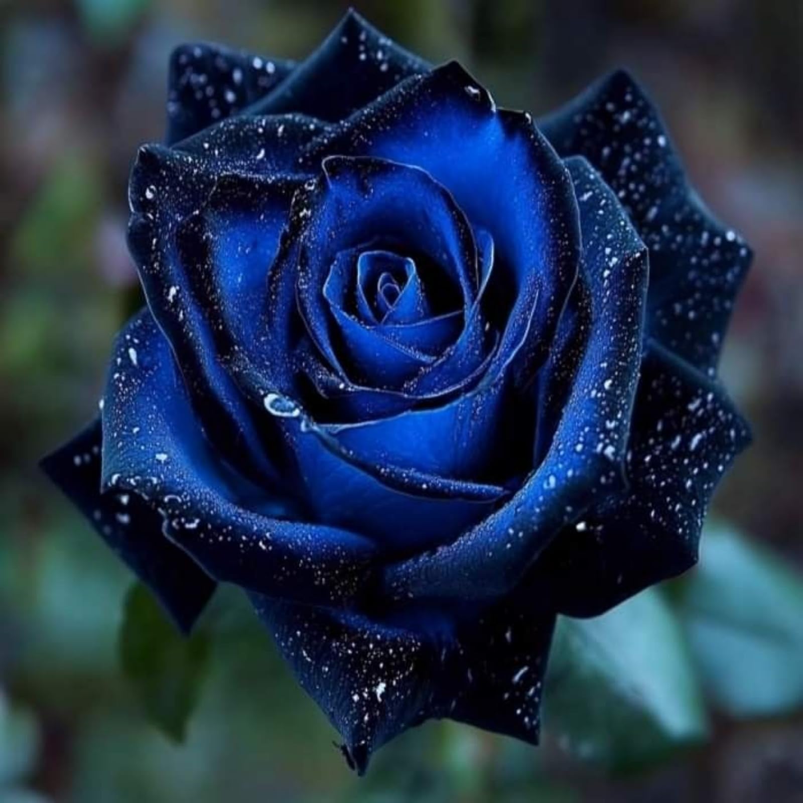 Brilliant Rose Bulbs Perennial Bulk Professional Planting for Stunning Garden Displays-3 Bulbs-C