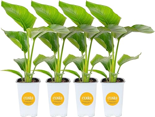 Miniatura 14 de Costa Farms White Bird of Paradise - Planta viva en maceta decorativa, planta de interior grande, perfecta para decoración del hogar, habitación u