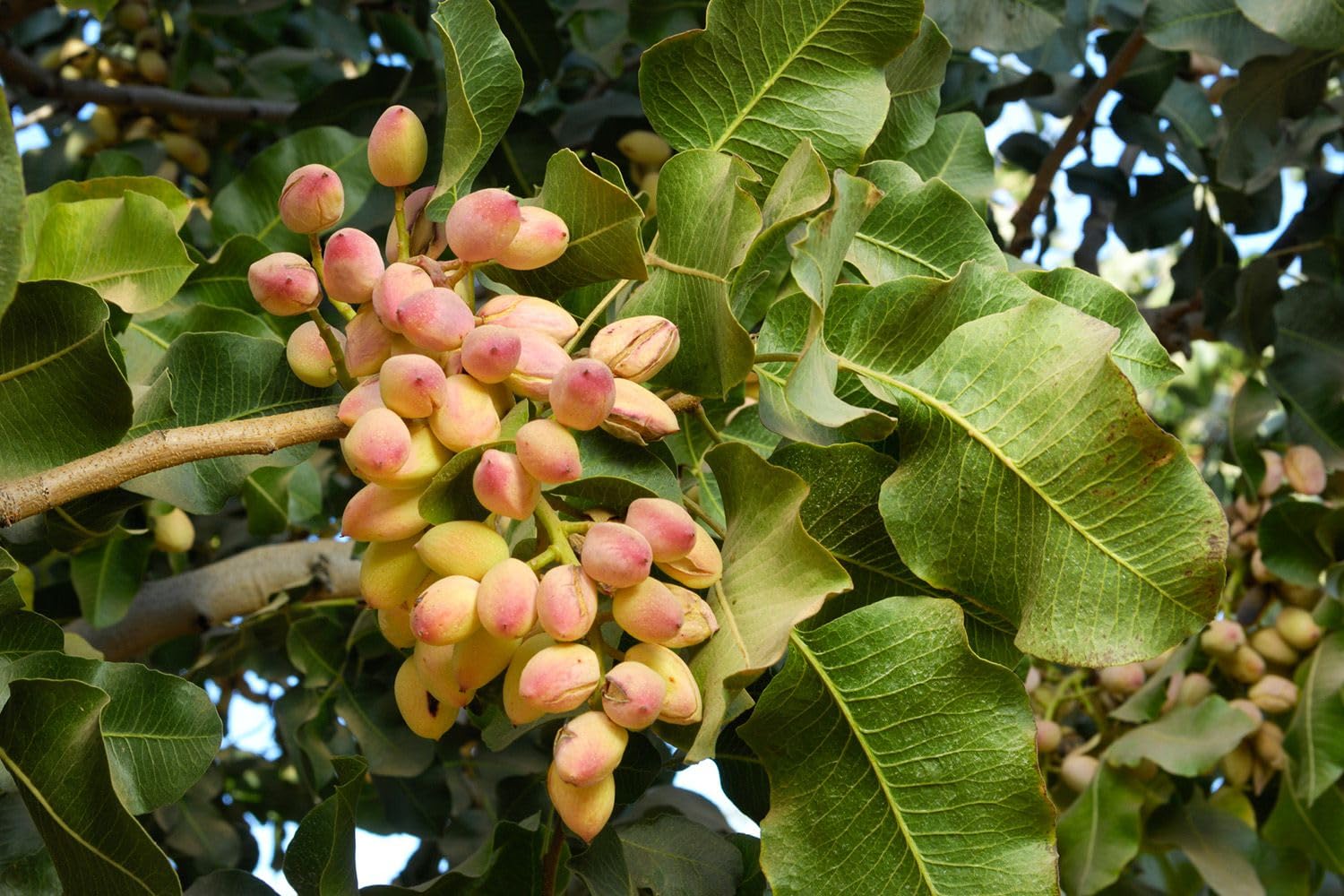 OpLeaves -Hybrid Pista Fruit Live Plant/Pistachio Plant One Healthy All Season (1 Healthy Live Fruit Plant) (B0D4YNV2HK) Amazon Price History, Amazon Price Tracker