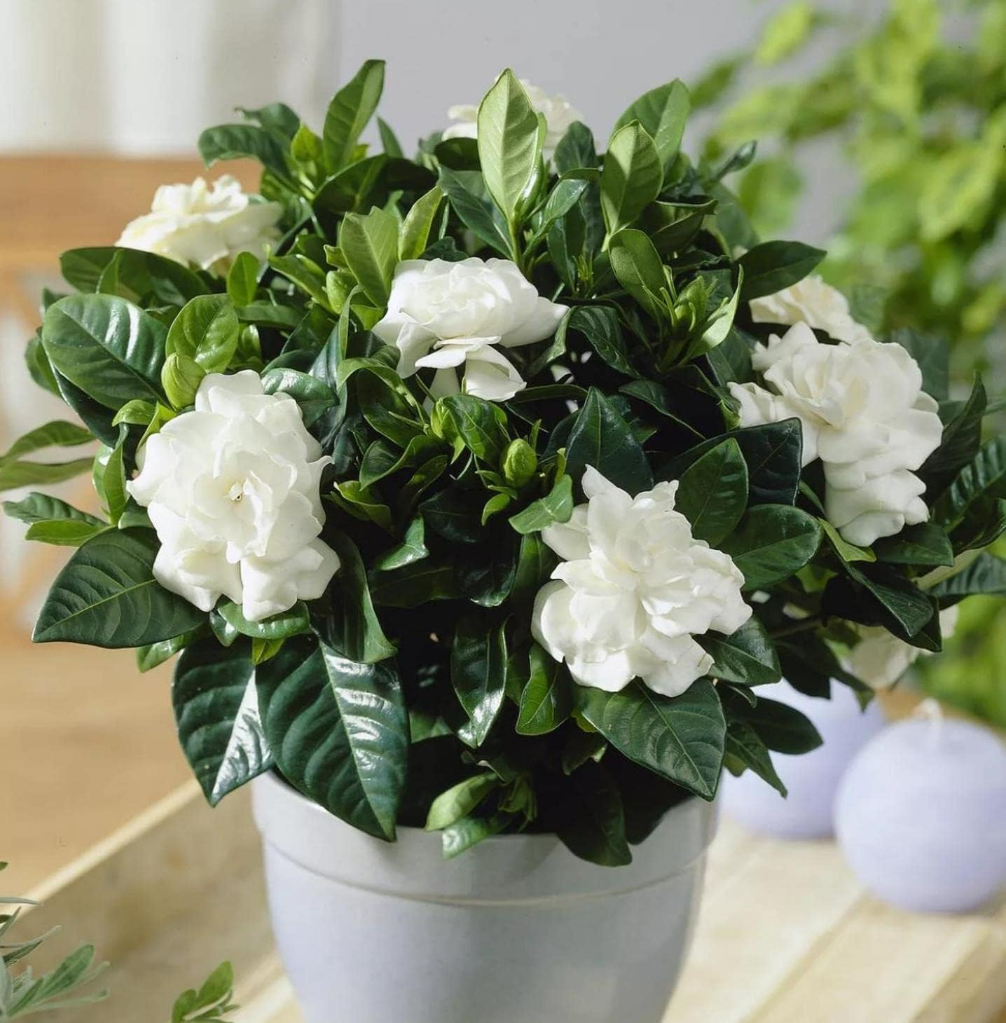 Amazon.com : 300+ Gardenia Seeds (Cape Jasmine) for Home Garden Planting -  Gardenia jasminoides : Patio, Lawn & Garden