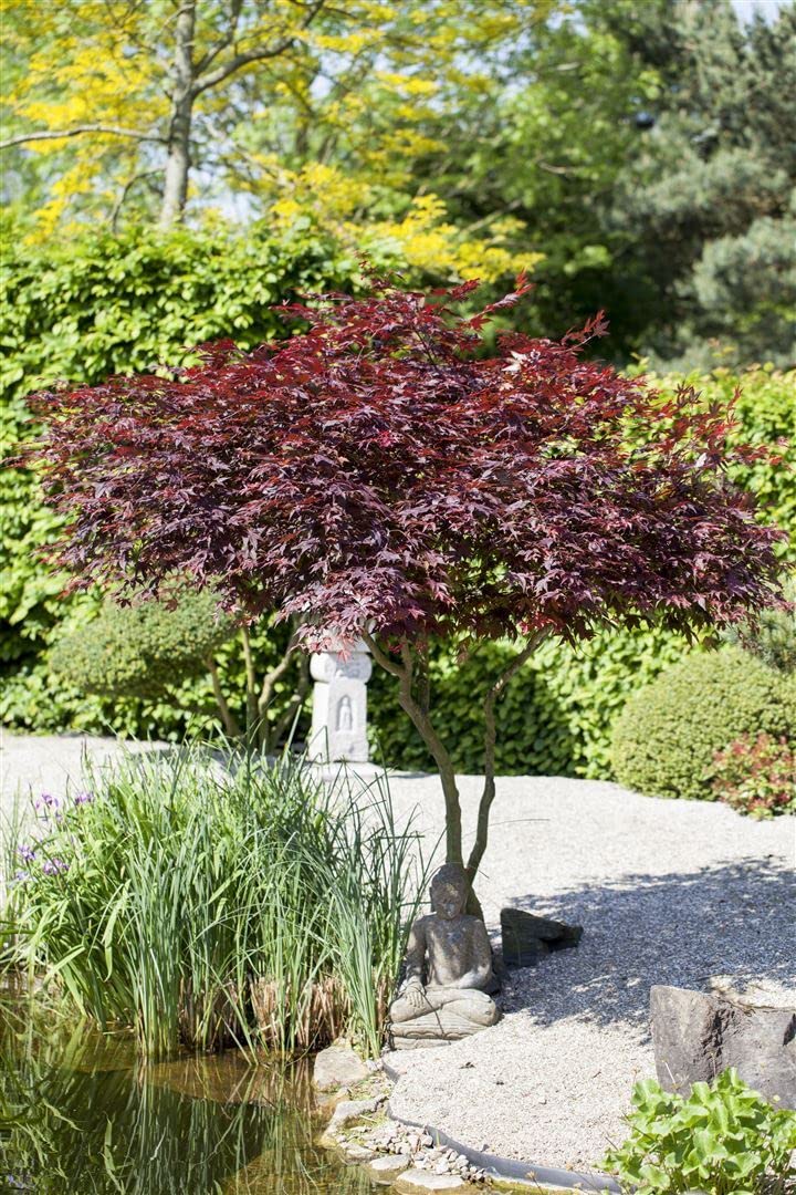 Japanischer Ahorn 'Atropurpureum' 100-125 cm Topf Acer palmatum winterhart