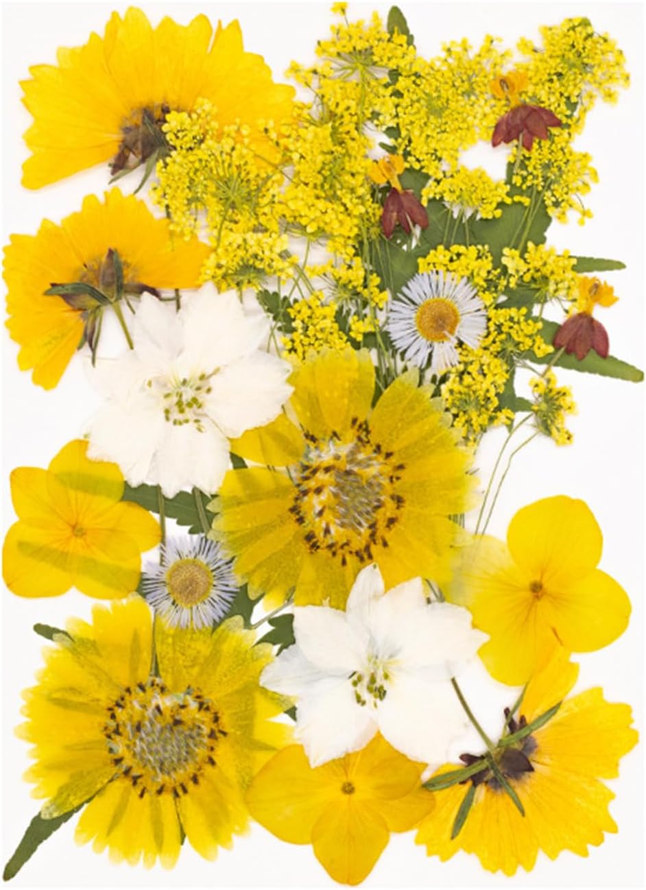 Premium Pressed Flower Supplies Art Projects Pressed Flower Art Supplies Festival Homes Decors Enhancement Materials for