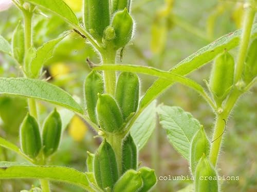 Miniatura 4 de Semillas de plantas de sésamo afgano (100 semillas orgánicas) Se pueden almacenar hasta 5 años