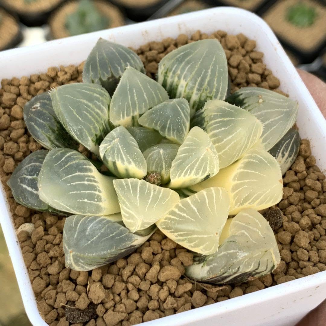 専用 丸葉ピクタ錦+ジェリーフィッシュ錦 専用 丸葉ピクタ錦+ジェリー