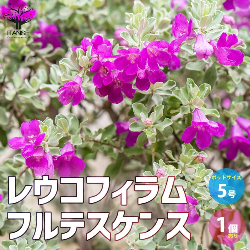 Amazon.co.jp: レウコフィルム フルテスケンス 5号ポット【品種