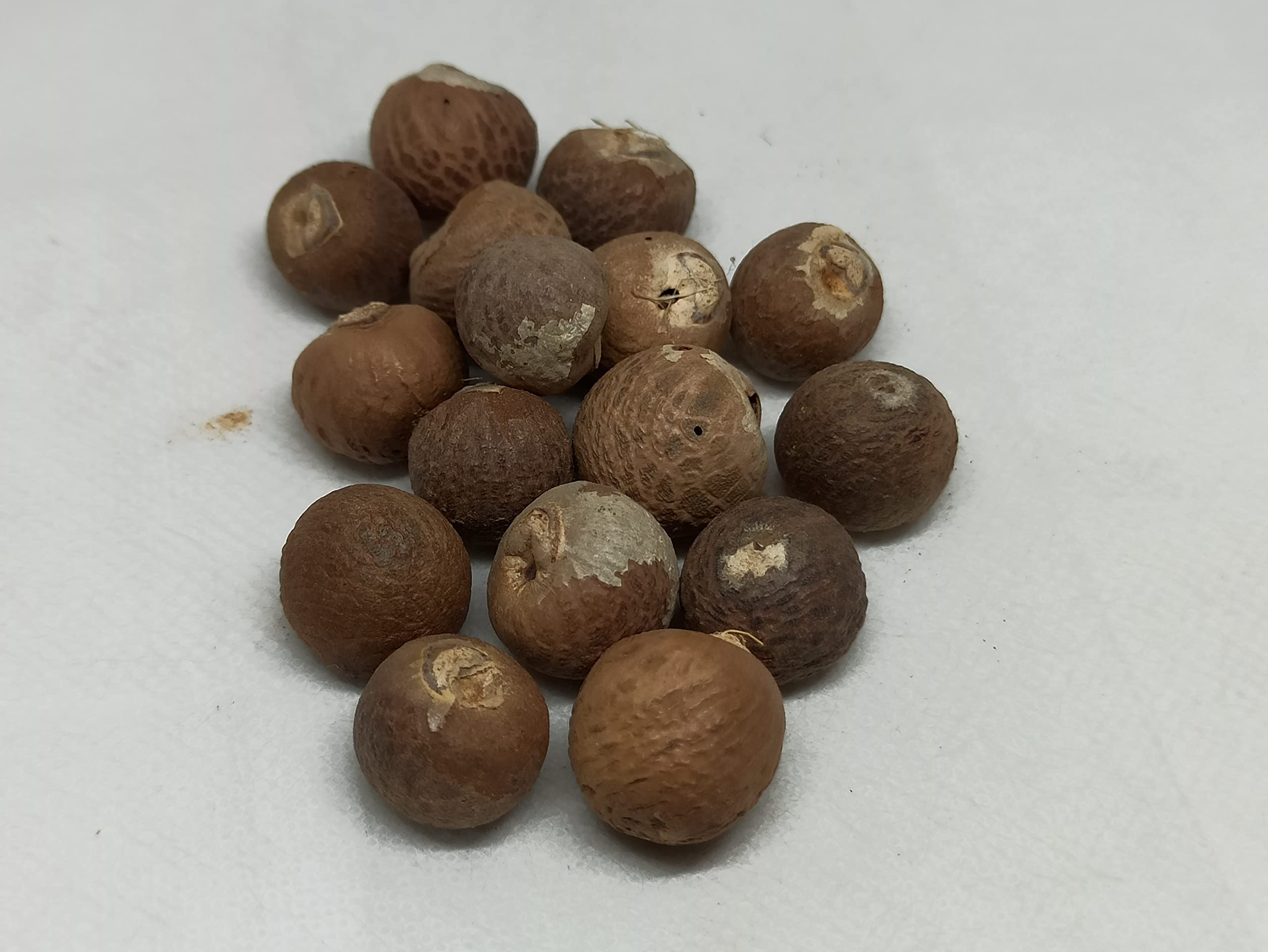 NATURALIFE'S-*KOTTA PAAKU FULL*-Betel Nut I Supari I கொட்ட பாக்கு-(50 GRAMS)