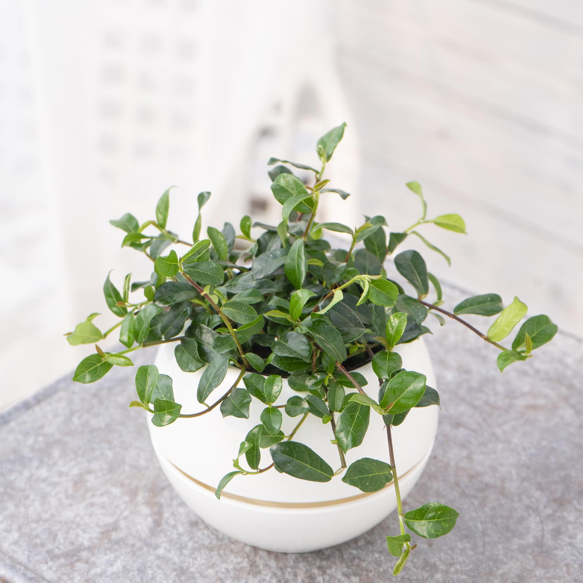 Amazon.co.jp: 観葉植物 フィカス シャングリラ 9cmポリポット苗 1株