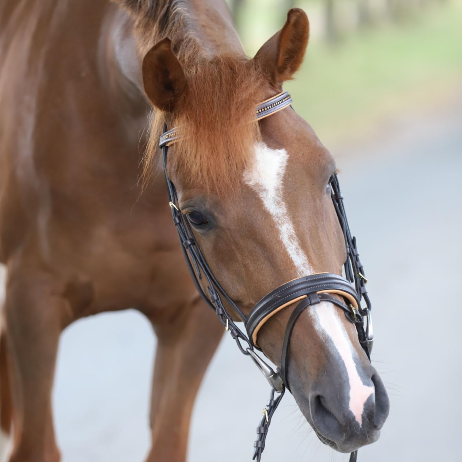 Marengos - Trensenzaum englisch kombiniert Diamond Braun/Gold Pony