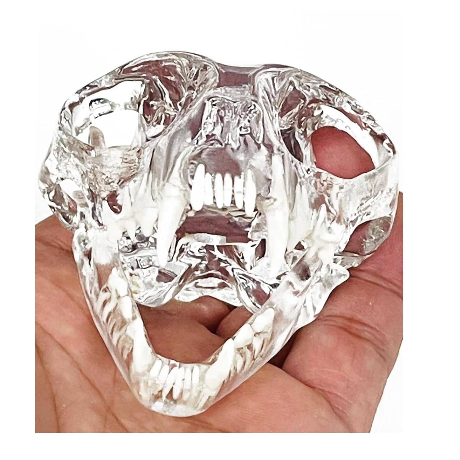 Transparent Canine Dog Cat Rabbit Teeth Skull Anatomical Model Dental Animals Oral Tooth Jaw For Veterinary Office Teaching Decoration Demonstrate (Cat Skull)