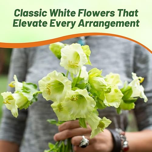 Miniatura 6 de Outsidepride White Cobea - Semillas de vid de copa y platillo  200 piezas de semillas de vid perennes trepadoras con follaje exuberante y flores