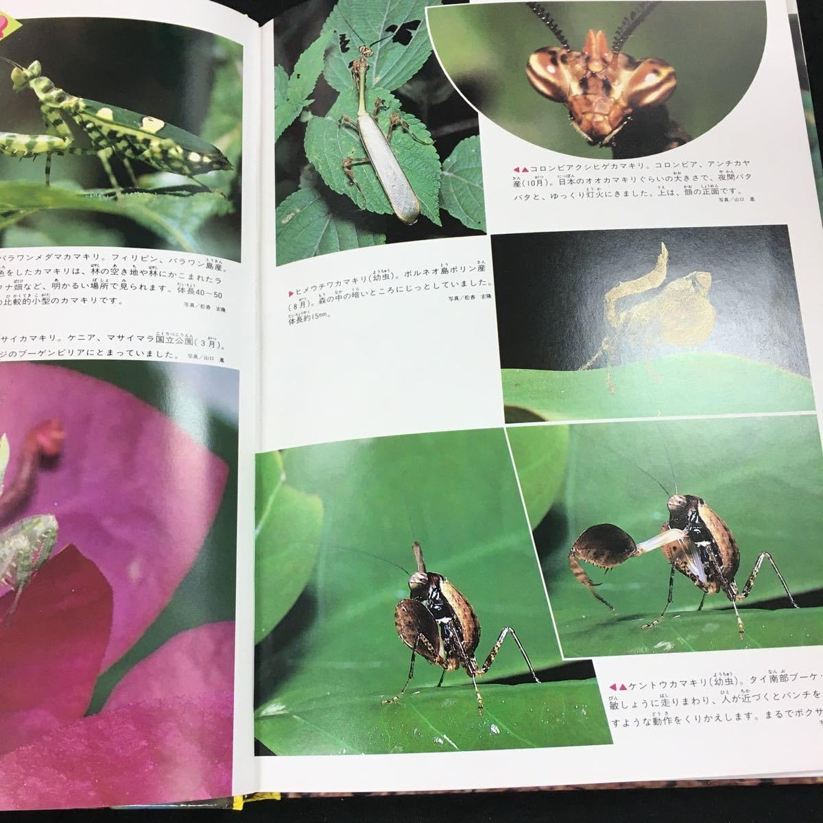 Amazon | i-245 珍虫と奇虫 の学習百科図鑑46 目次 昆虫の系統樹