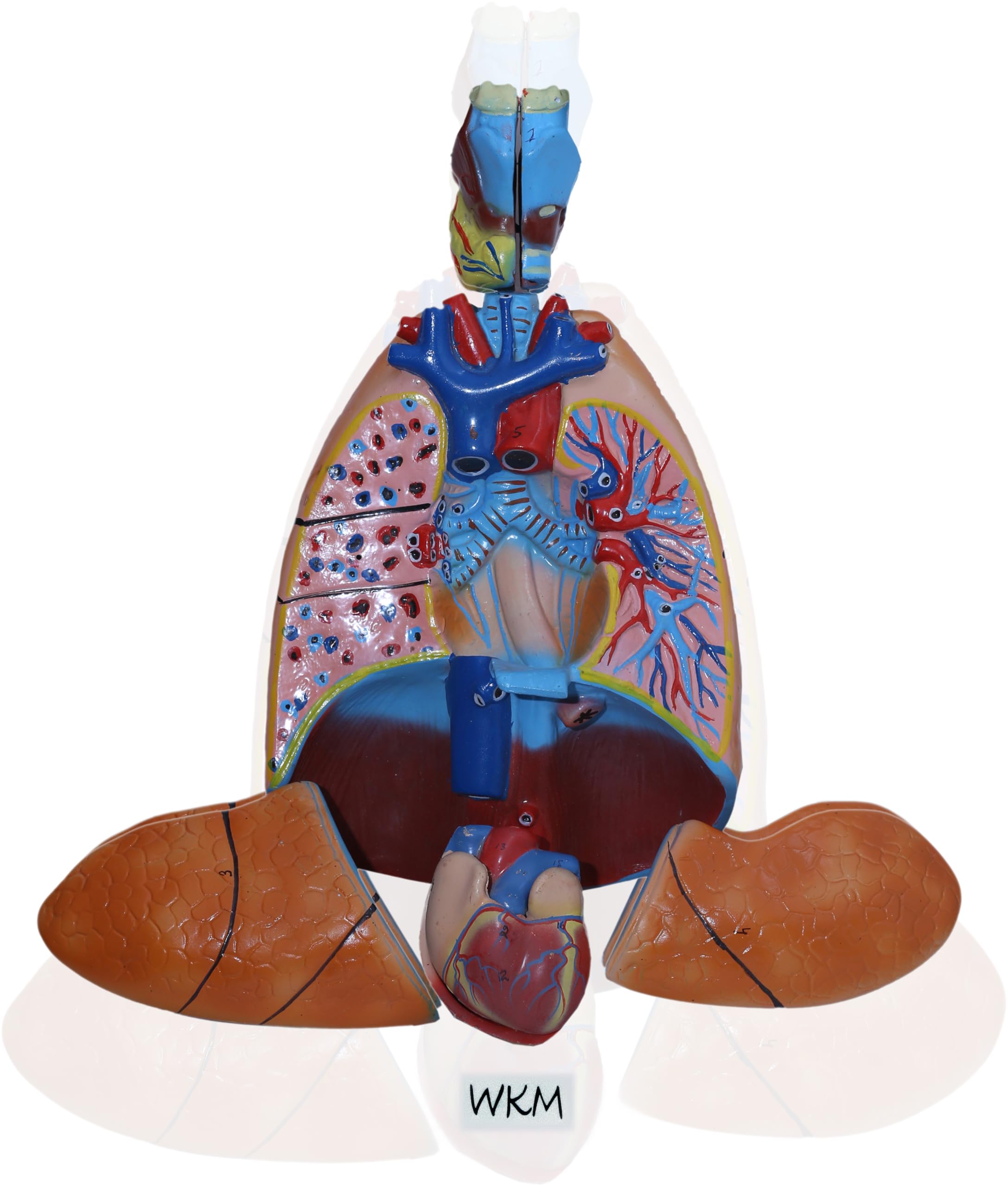 WKM Human Respiratory System with Heart Life Size Model Includes 7 Removable Parts | Human Medical Chest, Throat Anatomy Larynx Heart and Lung Anatomical Model