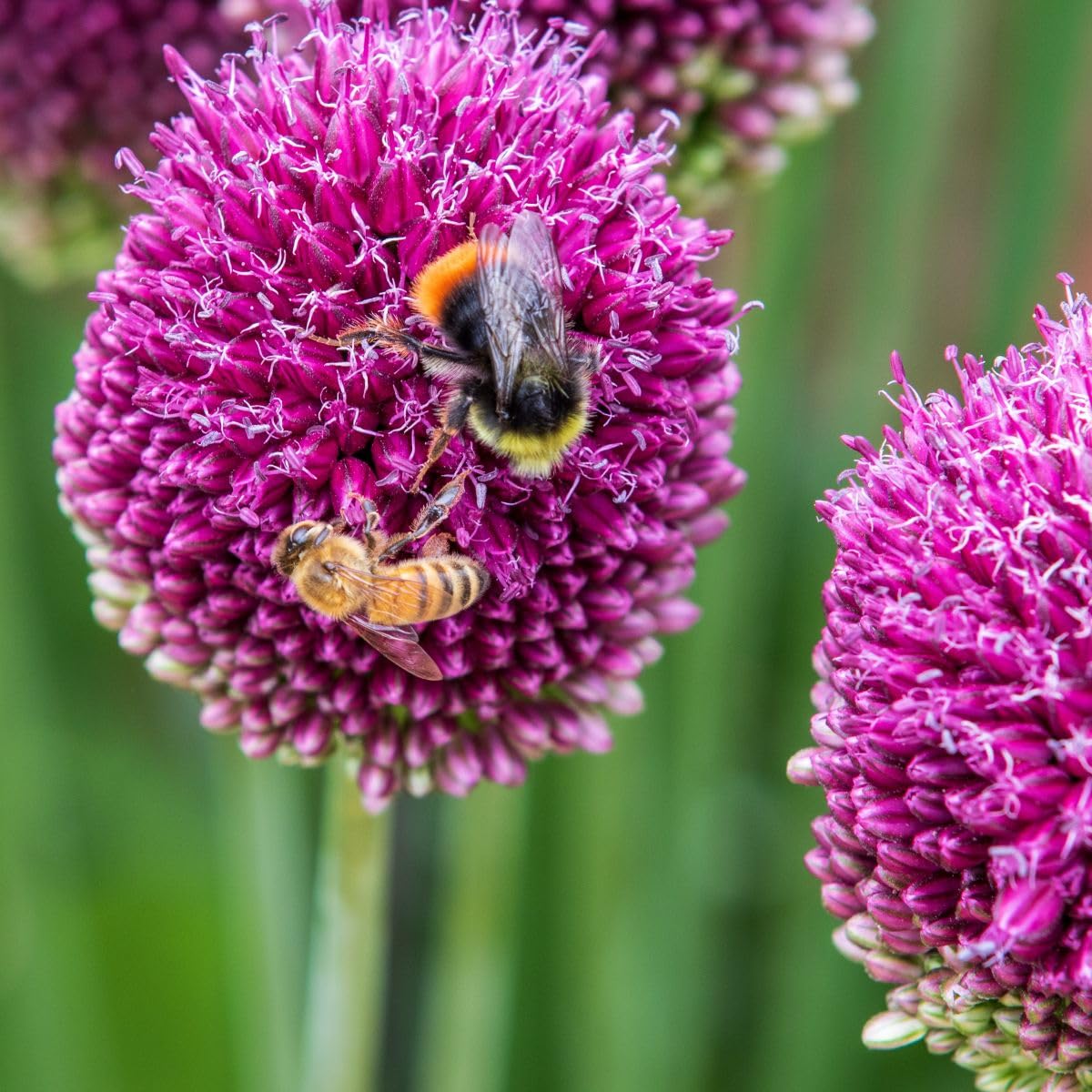 Allium Sphaerocephalon BIO 250 Blumenzwiebeln aus Holland