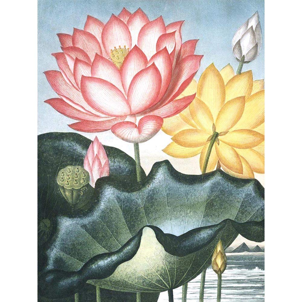 Wee Blue Coo Flowers Lotus Sacred Egyptian Bean Art Print Poster Wall Decor 12X16 Inch