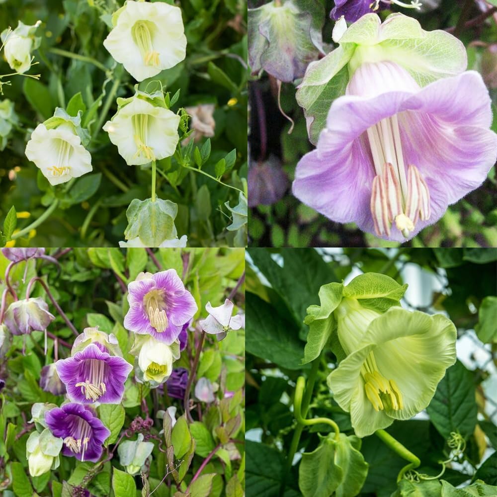 200+Perennial Cobaea Cup & Saucer Vine Flower Seed for Planting Outdoor-Annual Cathedral Bells Non-GMO Heirloom