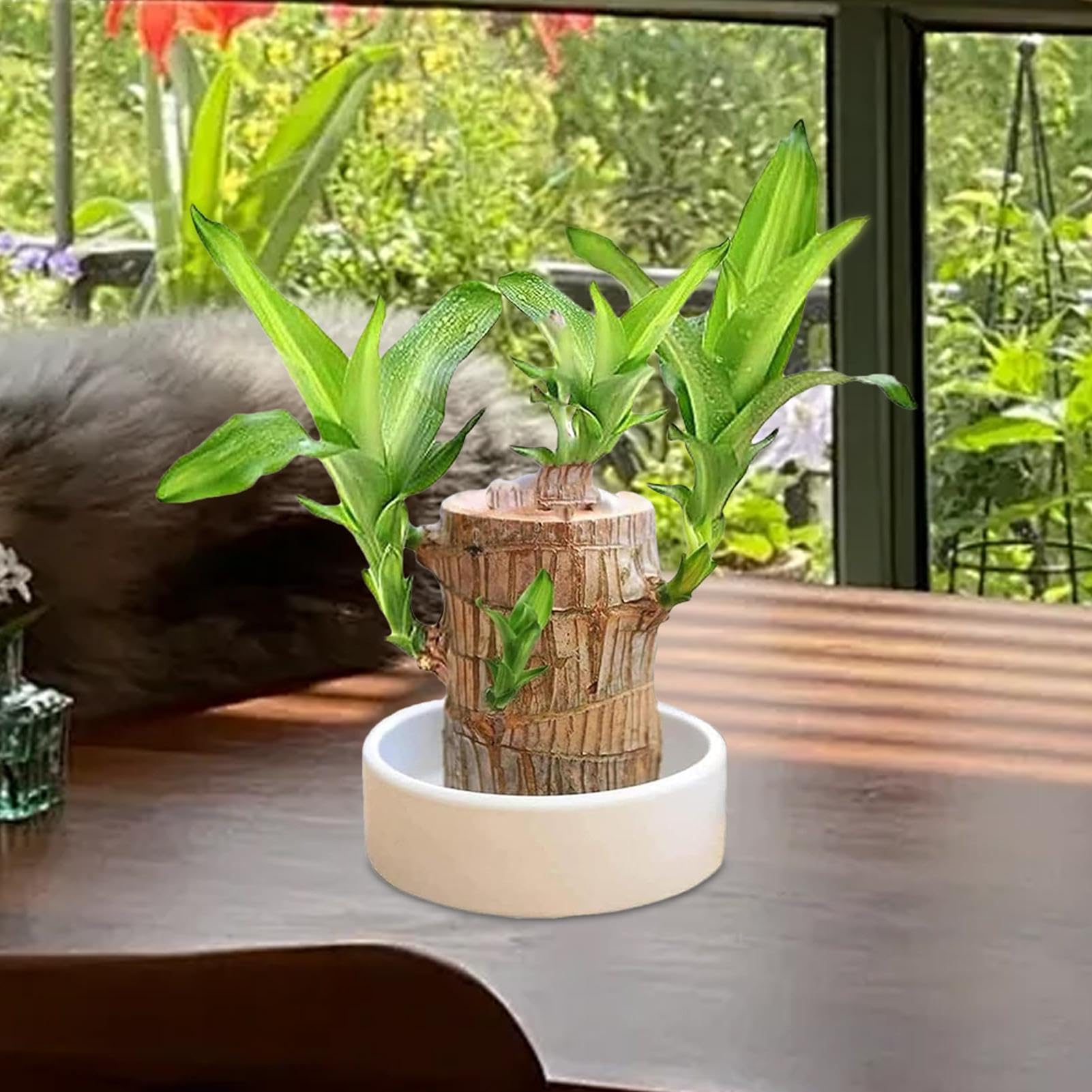 Plante En Bois Brésilien Porte-Bonheur Avec Moine - Hydroponique Facile à Germer