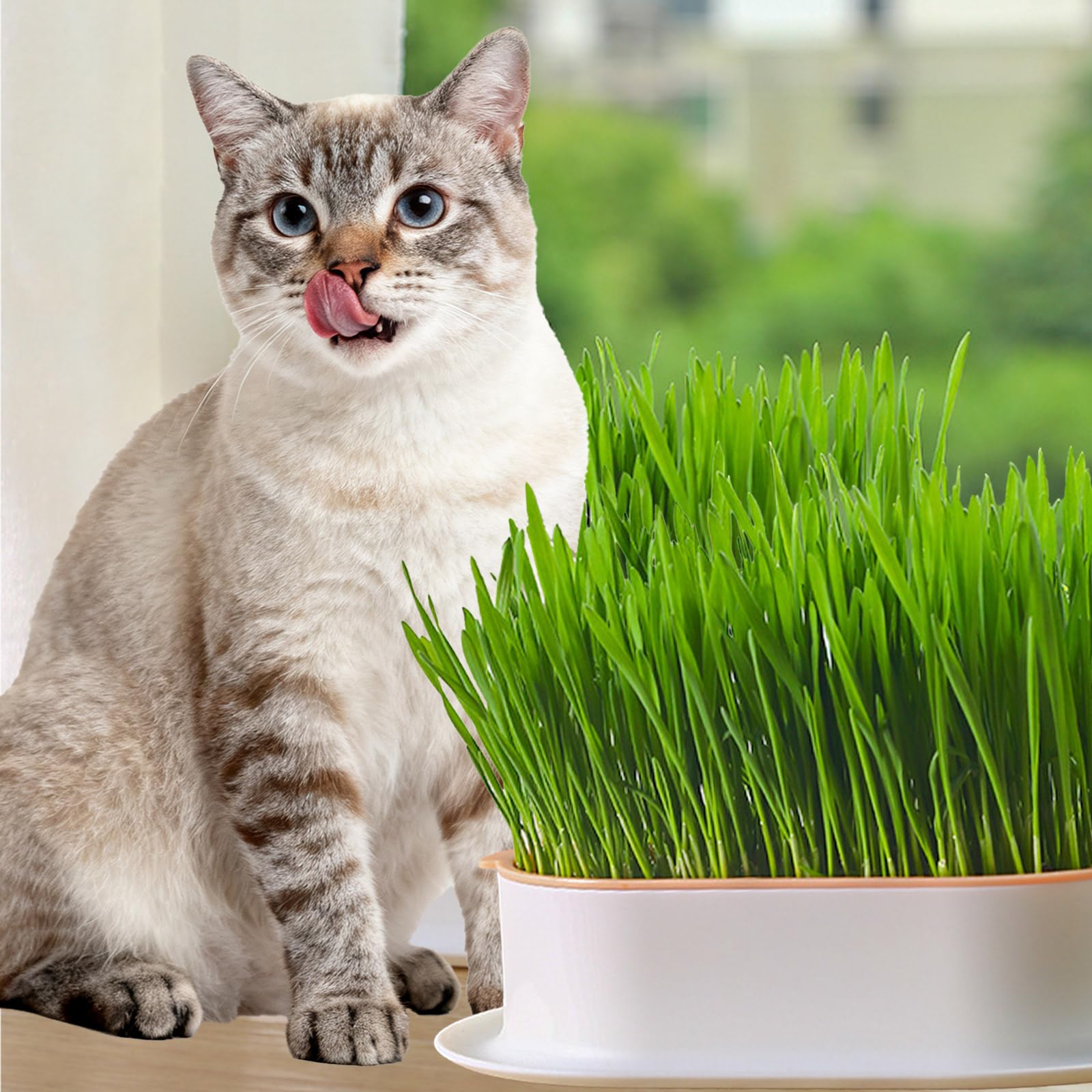Kattengras-dienblad, hydrocultuur, plantenpot, innovatieve kiemhouder