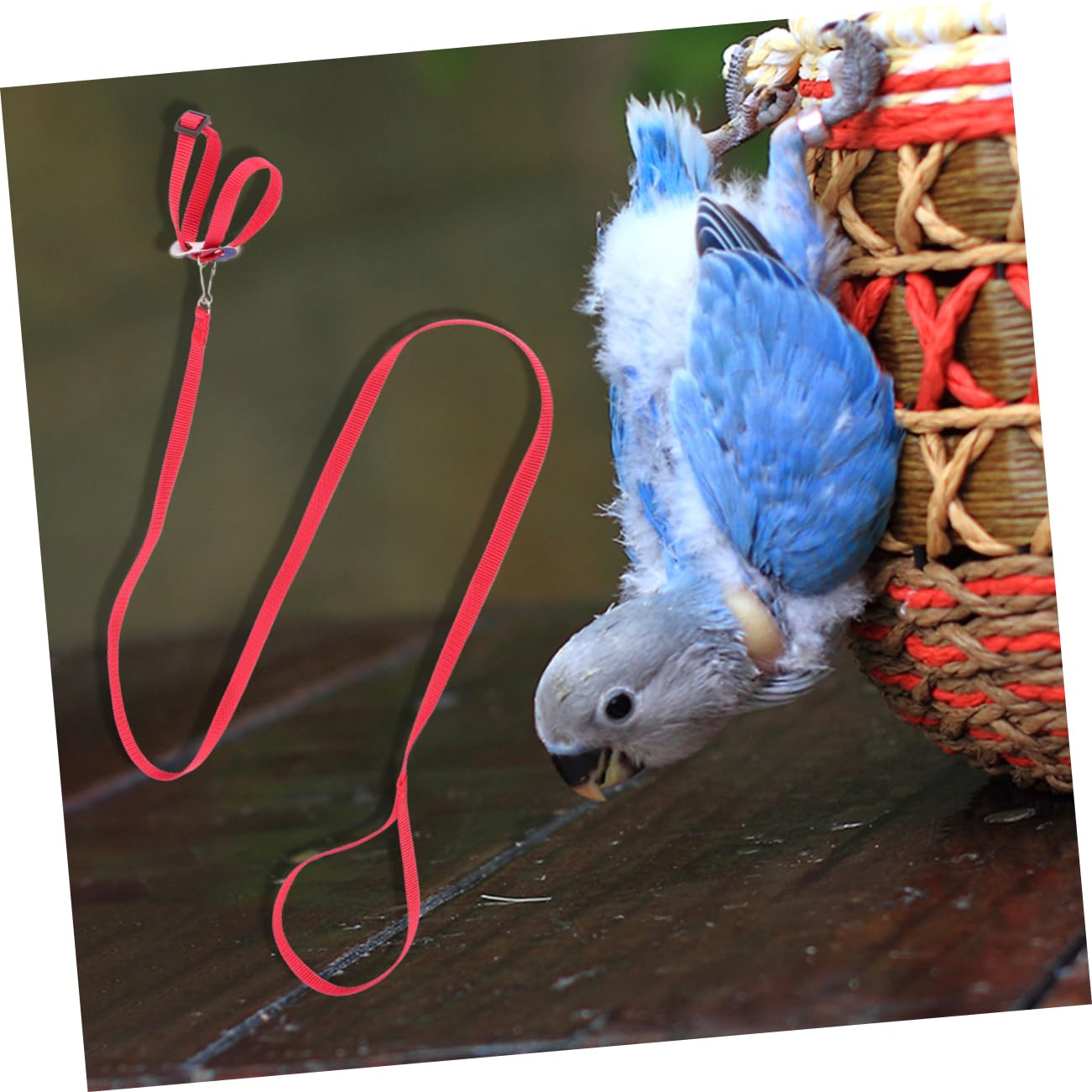 BCOATH Pet Supplies Bird Hamster Tow Rope Tortoise Harness Lizard Rope Parrot Leash