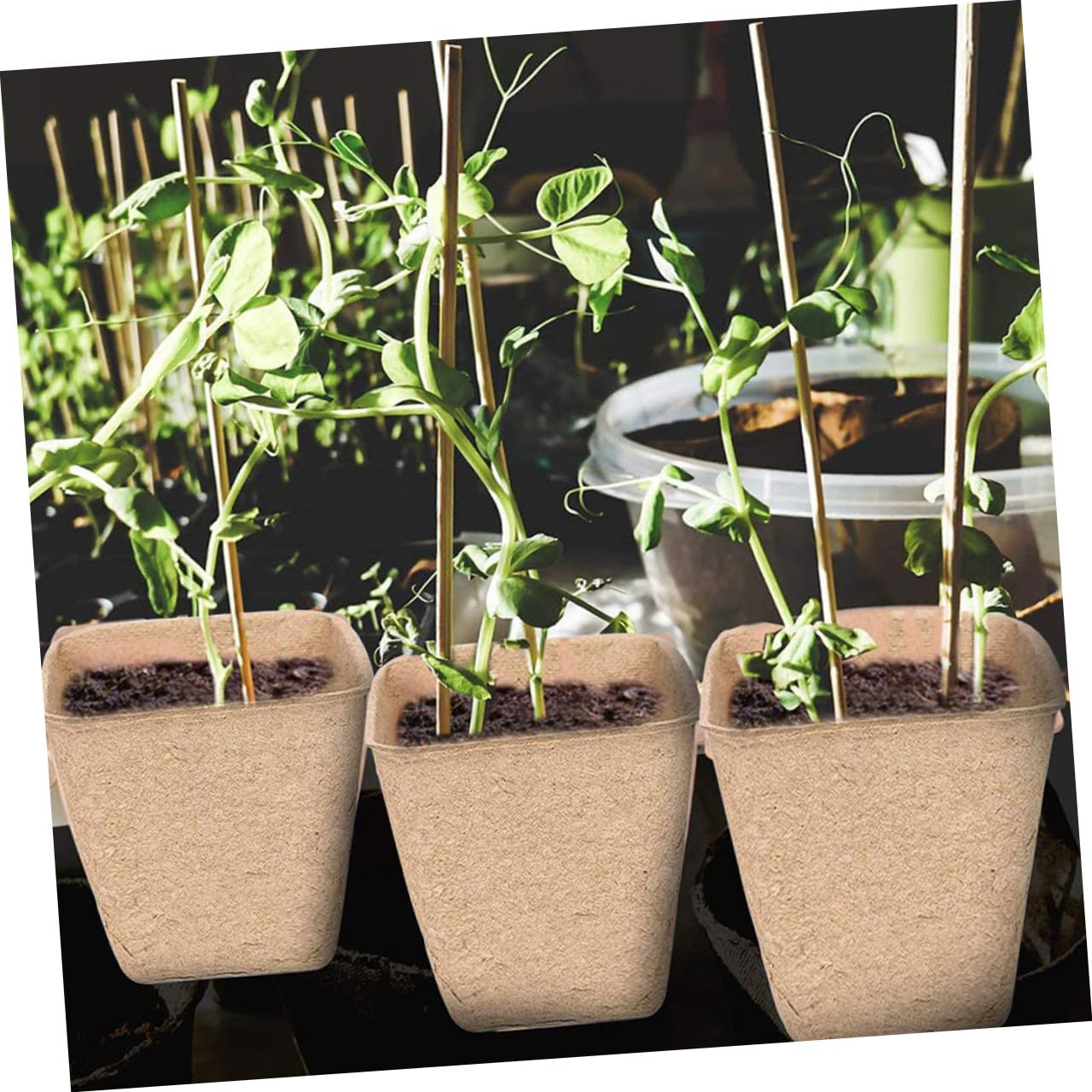 TOYANDONA 100pezzi Tazza Di Carta Per Coltivazione Vivaio Produzione Vivaistica Vaso Per Piante Degradabile Adatto Per Piantagione Di Succulente e Trapianto