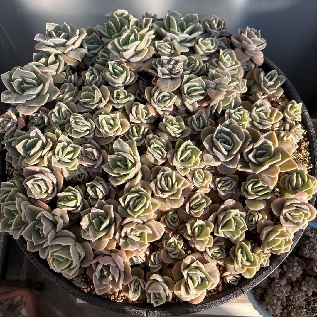 Amazon.co.jp: ラブリーローズ 抜き苗 1苗 100 多肉 寄せ植え 4苗