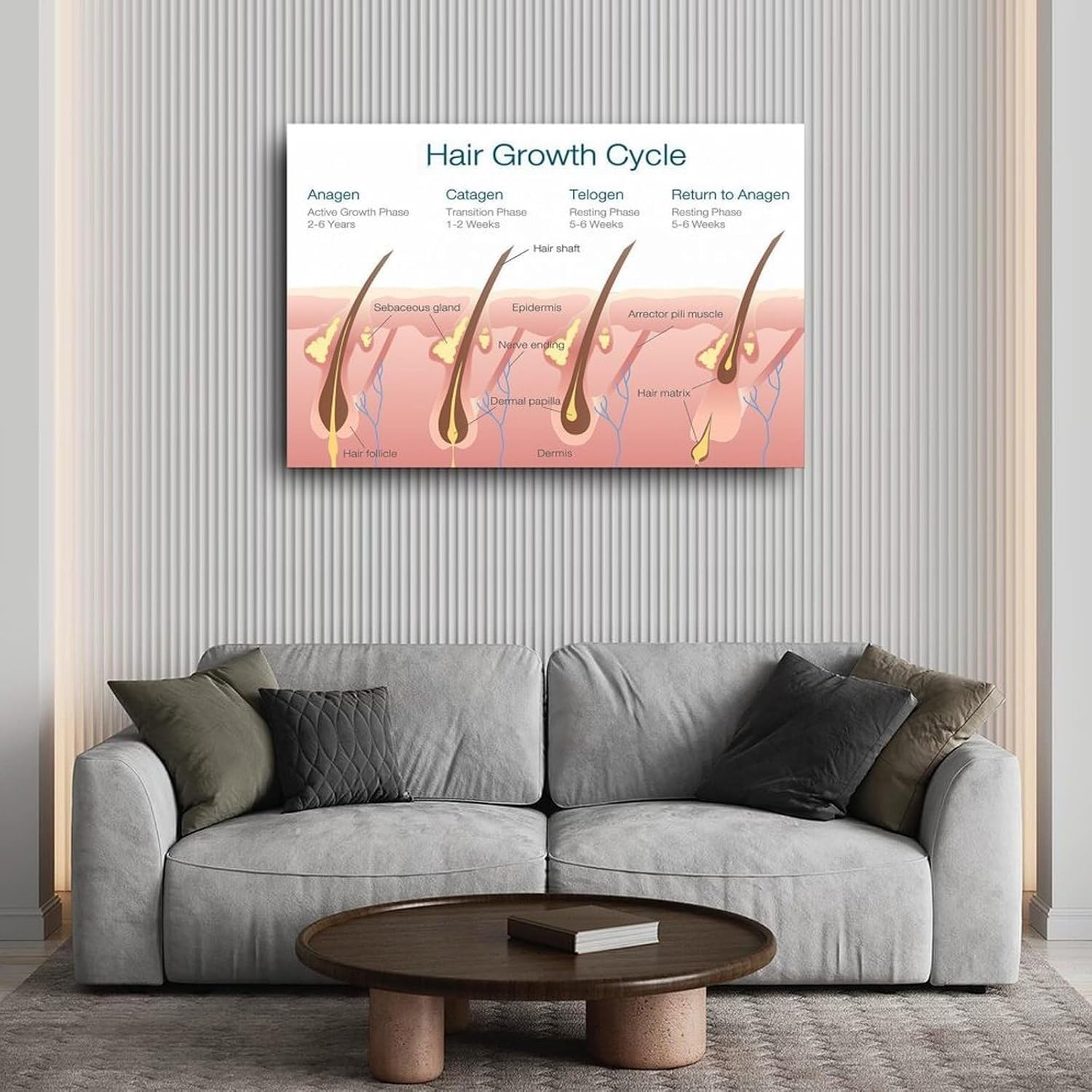 Hair Follicle And Hair Structure Diagram Poster Hair Growth Cycle (4) Canvas for Bedroom Living Room Decor (08x12inch(20x30cm), Unframe-style)