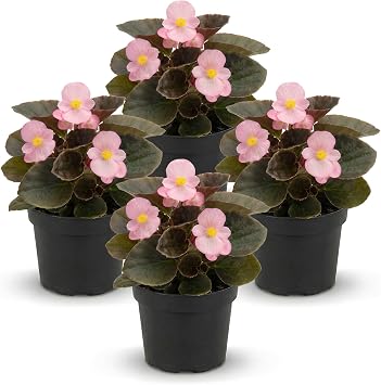 Live Begonia - Dark Leaf Cocktail Pink 4 Per Pack, Beautiful Shade Annual, Ships 8" Tall by 4" Wide in 1 Pt Pot