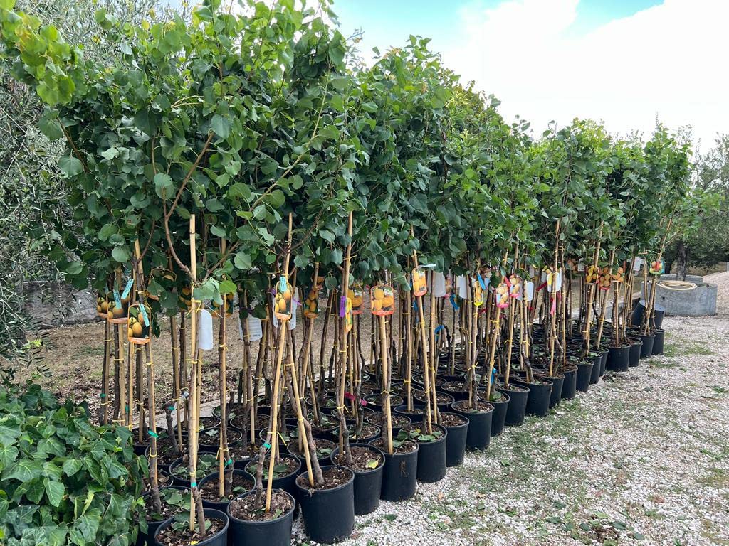 Abricotier San Castrese Hauteur maximale 180 cm. Age 4 Ans pot 24/26 cm.