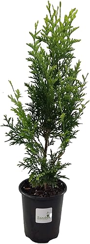 Miniatura 10 de Thuja Green Giant Arborvitae Lote de 20, maceta de 3 pulgadas