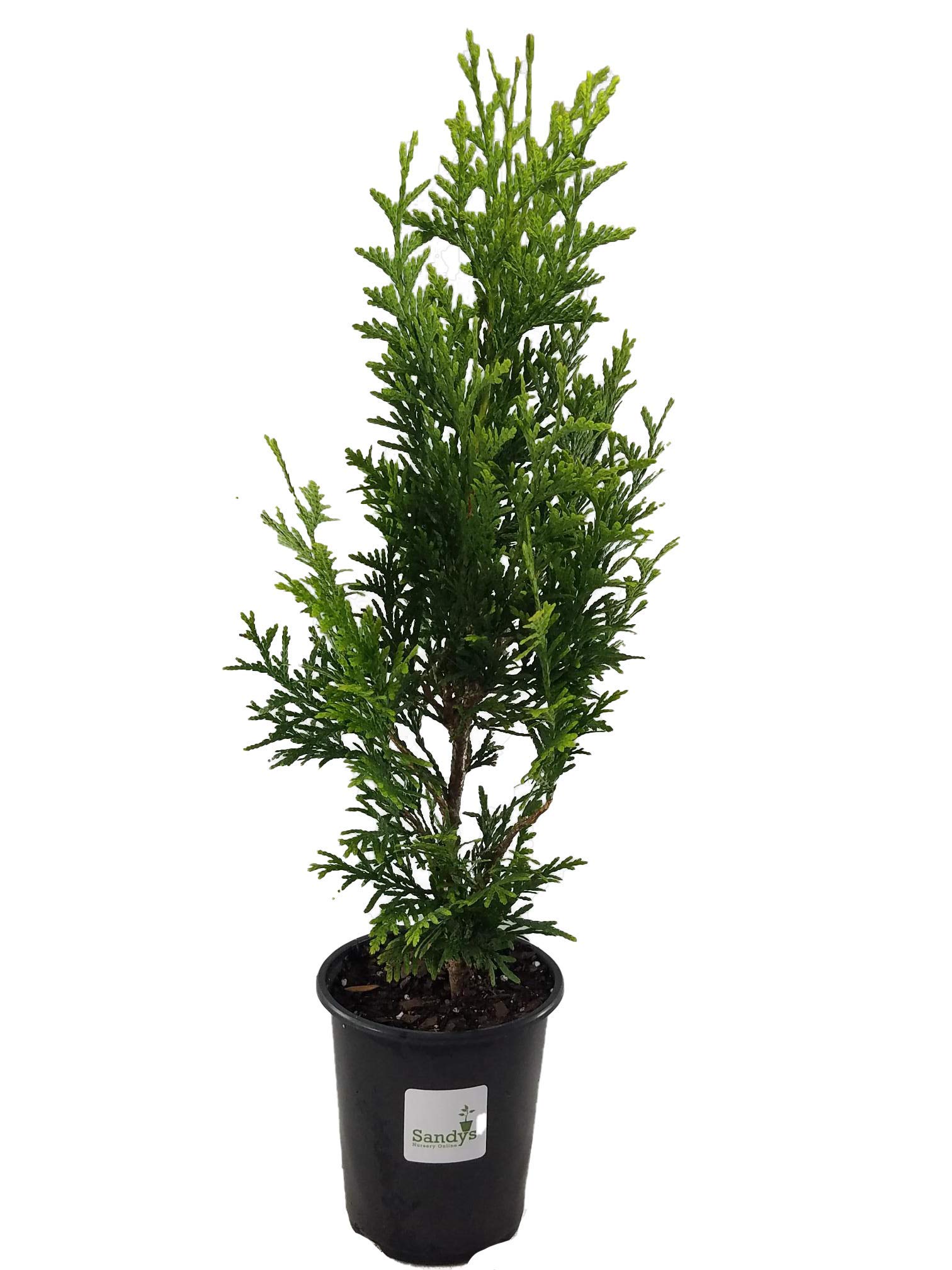 Thuja Green Giant Lot of 6 Quart Pot